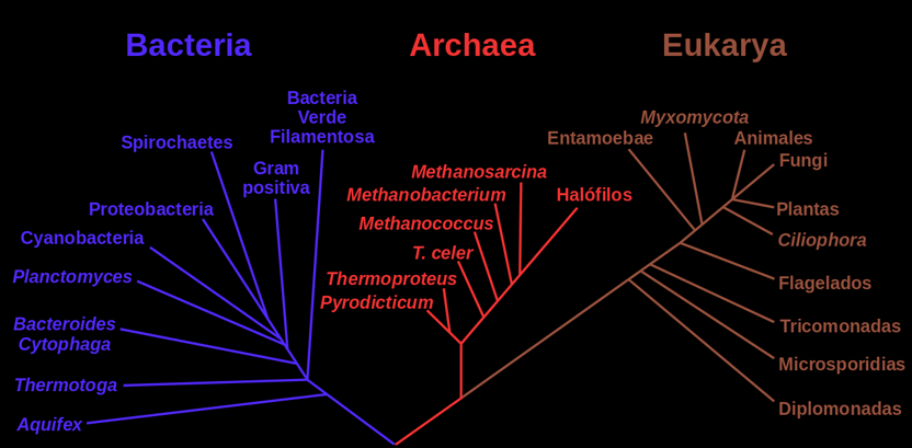 ArbolFilogenetico