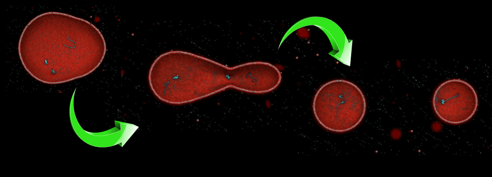 Division Protocelular